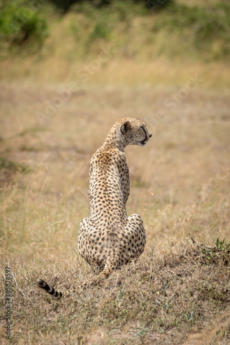 Female cheetah sits turning head on grass