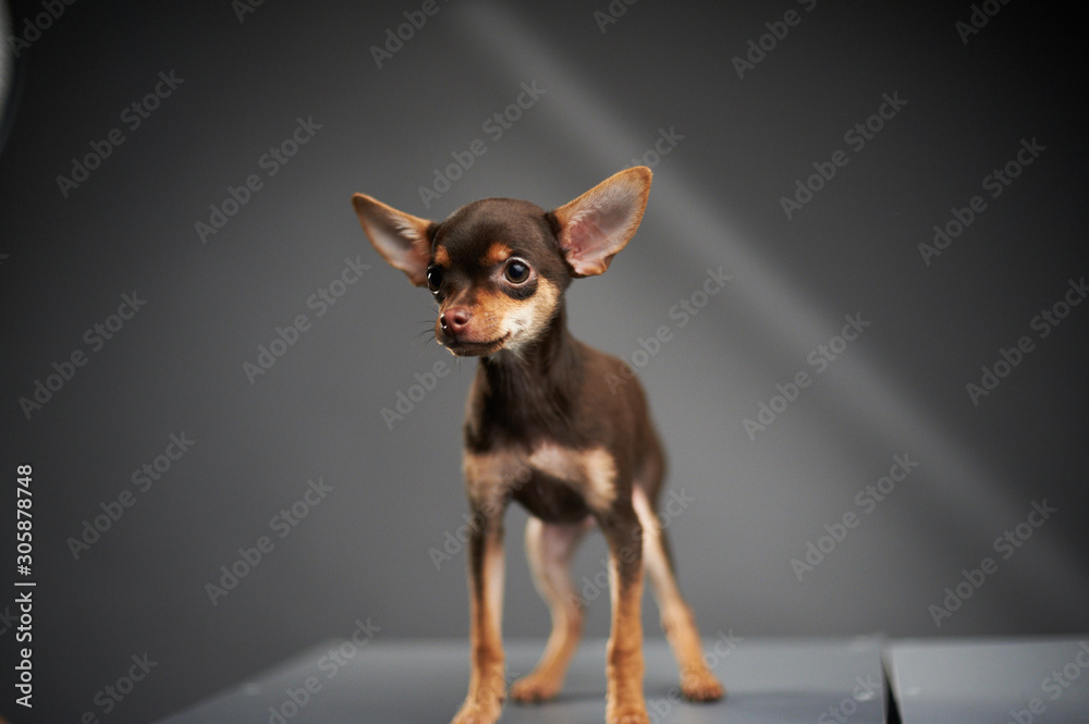 Beautiful Russian Toy Terrier on a blue background