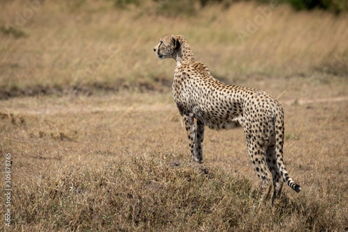 Female cheetah stands on mound facing left