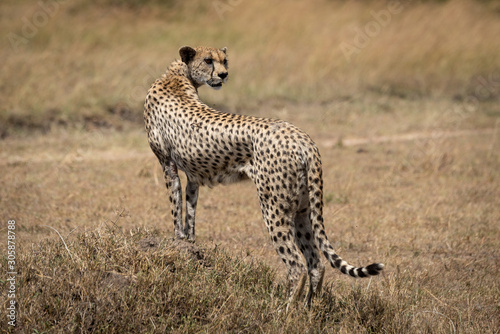 Female cheetah stands on mound looking back
