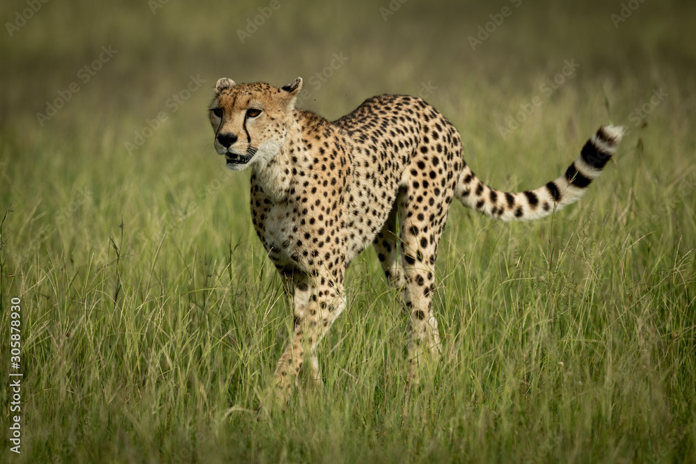 Female cheetah walking through grass in sunshine Female cheetah walking through grass in sunshine