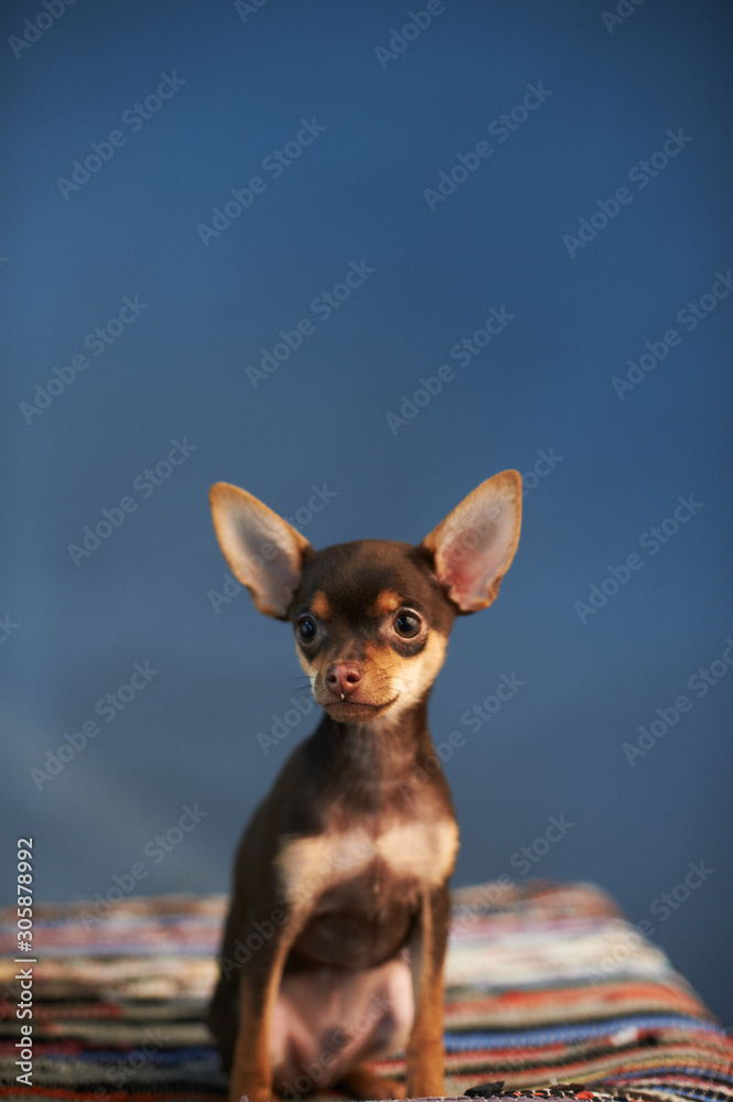 Beautiful Russian Toy Terrier sits on a striped plaid on a blue background.