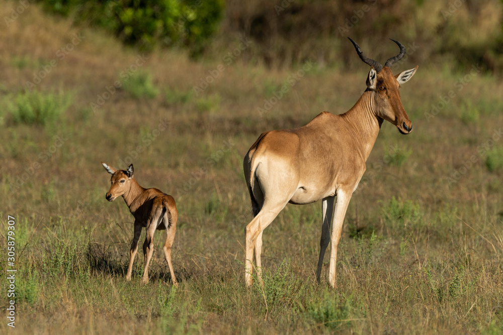 Female hartebeest and baby eye camera back-to-back Female hartebeest and baby eye camera back-to-back