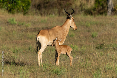 Female hartebeest nurses baby in sunlit savannah