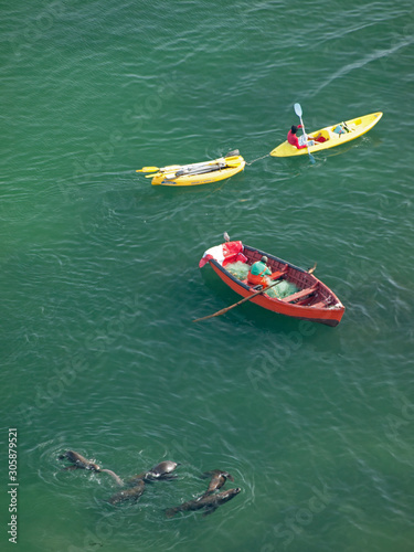 Sea wolf playing around a Kayak