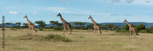 Four Masai giraffe cross savannah in line