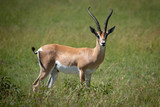 Grant gazelle stands eyeing camera in grass