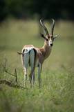 Grant gazelle stands turning head to camera