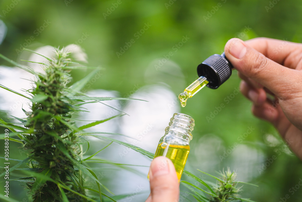 Doctors hold a bottle of hemp oil, researching hemp oil extracts for medical purposes, alternative remedy or medication,medicine concept Doctors hold a bottle of hemp oil, researching hemp oil extracts for medical purposes, alternative remedy or medication,medicine concept