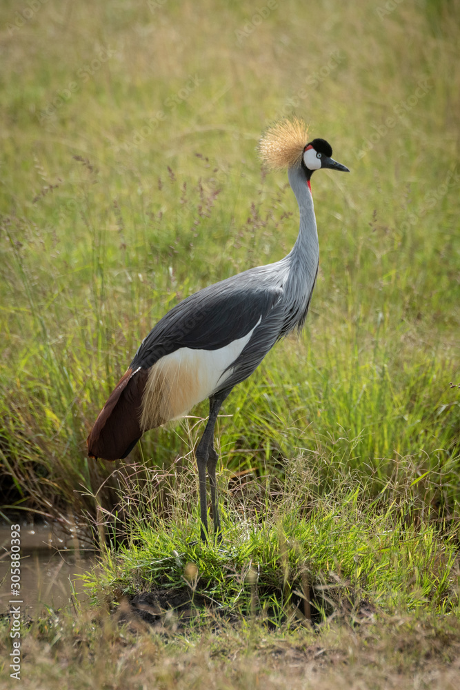Grey crowned crane standing on river bank