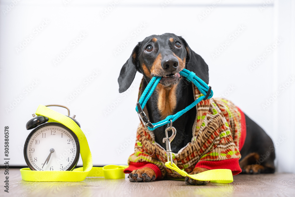 Φωτογραφία Little poor black and tan dachshund dog in warm jumpsuit lying on floor, watching the owners and holding a collar in his teeth, vintage alarm clock is nearby