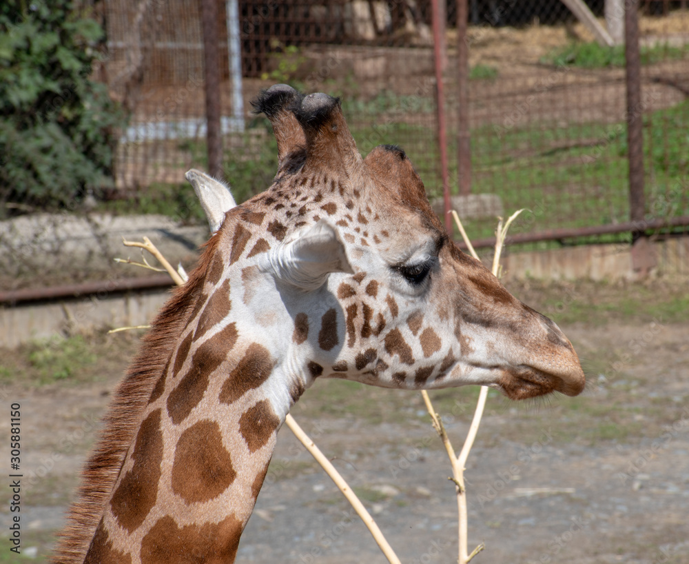 rotshild giraffe ,Zoo Olomouc, Czech republic rotshild giraffe ,Zoo Olomouc, Czech republic
