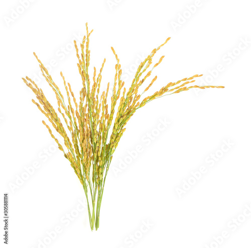 organic paddy rice,ear of paddy, ears of Thai jasmine rice isolated on white background