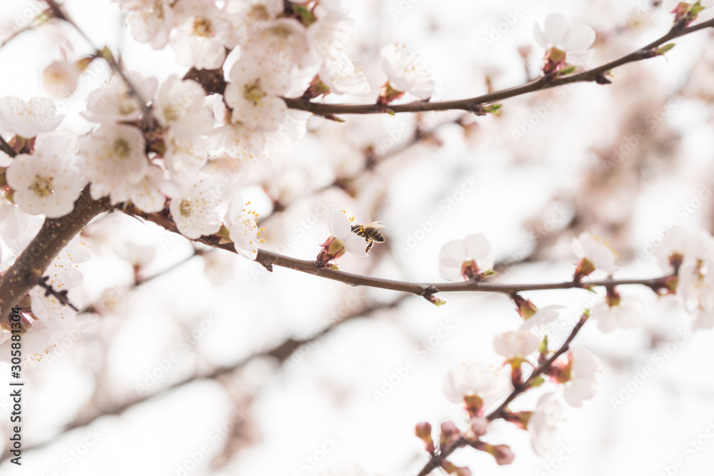 Beautiful spring apricot blossom. Beautiful spring apricot blossom.