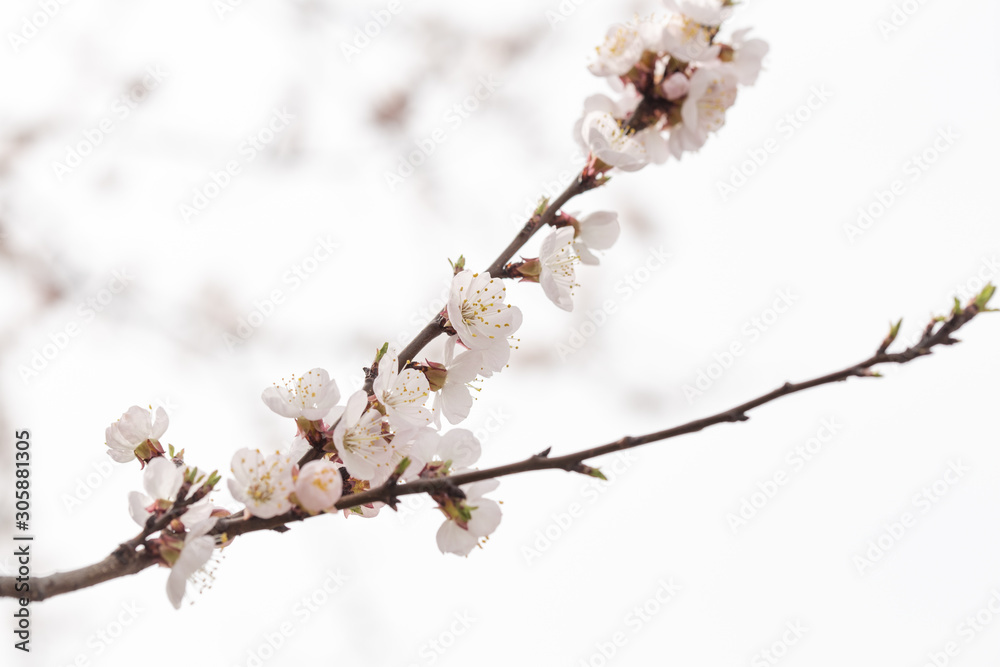 Beautiful spring apricot blossom. Beautiful spring apricot blossom.