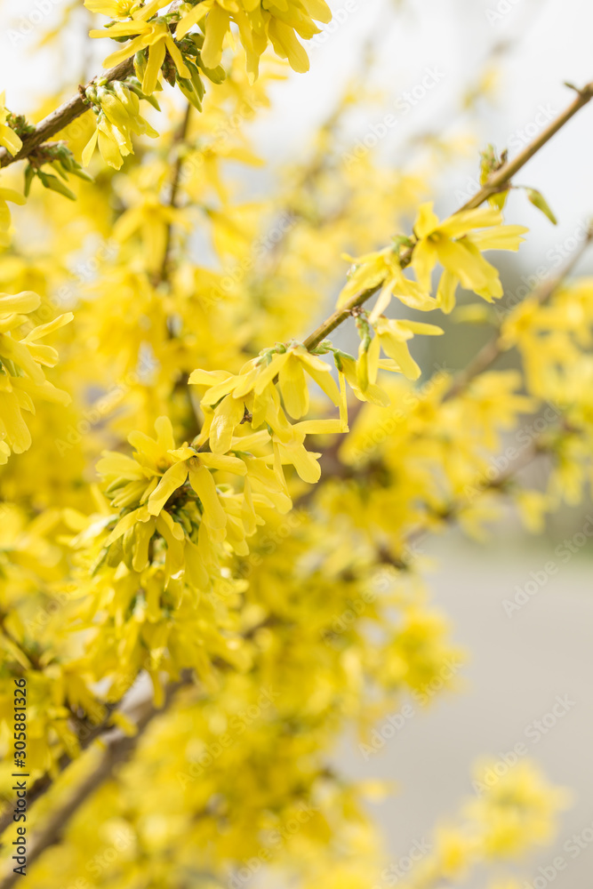 Forsythia flowers in front of with green grass and blue sky. Golden Bell, Border Forsythia (Forsythia x intermedia, europaea) blooming in spring garden bush, sun backlight.