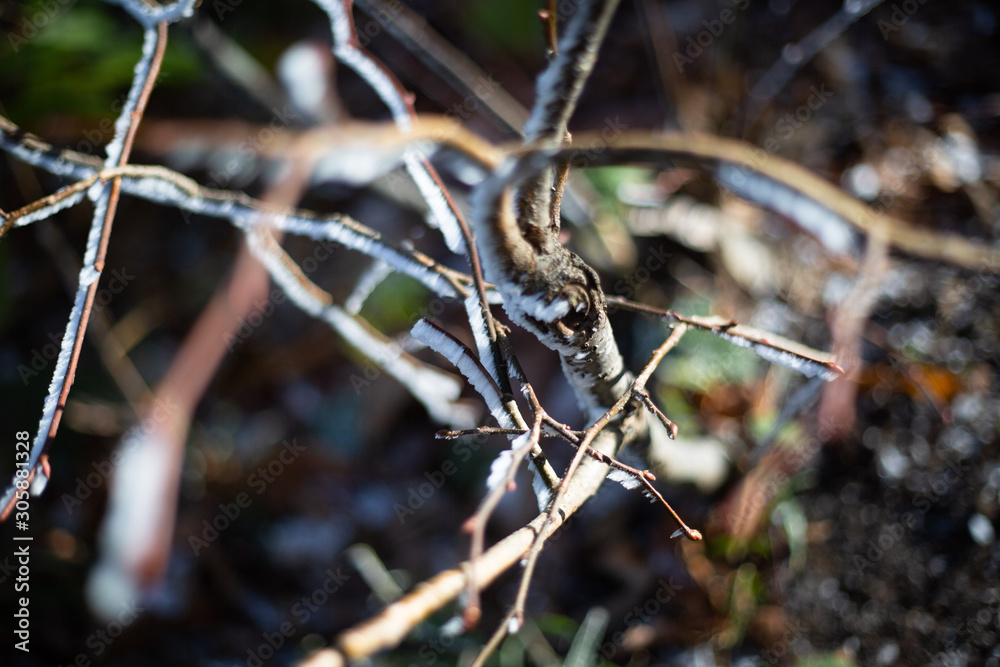 frost branch