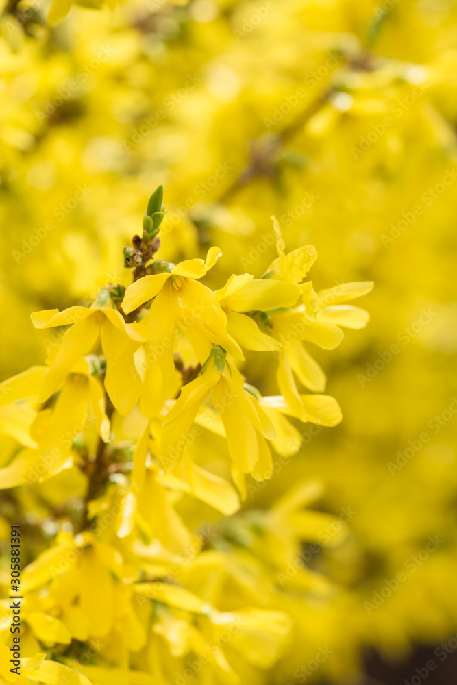 Forsythia flowers in front of with green grass and blue sky. Golden Bell, Border Forsythia (Forsythia x intermedia, europaea) blooming in spring garden bush, sun backlight. Forsythia flowers in front of with green grass and blue sky. Golden Bell, Border Forsythia (Forsythia x intermedia, europaea) blooming in spring garden bush, sun backlight.