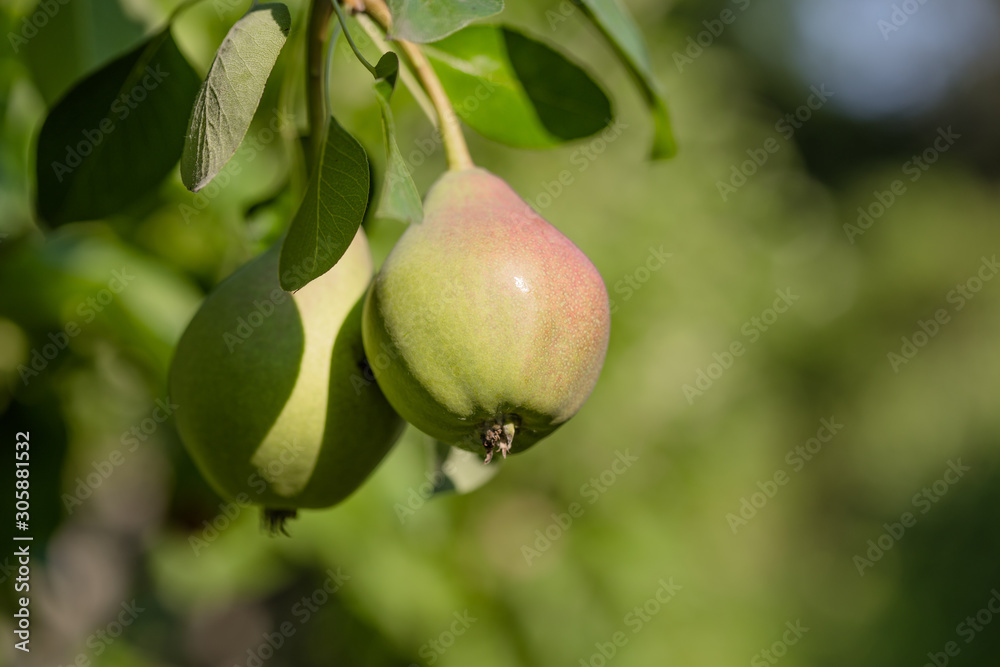 Ripe pears on tree branch. Organic pears in the garden. Close up view of Pears grow on pear tree branch with leaves under sunlight. Selective focus on pears. Ripe pears on tree branch. Organic pears in the garden. Close up view of Pears grow on pear tree branch with leaves under sunlight. Selective focus on pears.