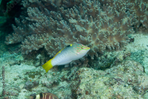 The surprising underwater world of the Indian and Pacifical Oceans