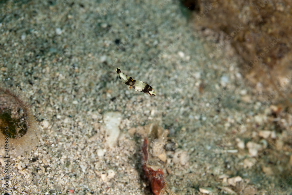 The surprising underwater world of the Indian and Pacifical Oceans