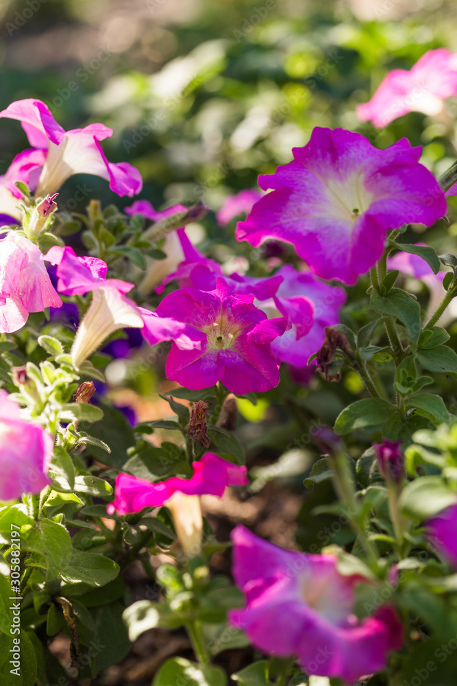 Flower Bed with purple petunias, Colourful purple-red petunia flower close up, Petunia flowers bloom, petunia blossom, Petunia flowers in garden.
