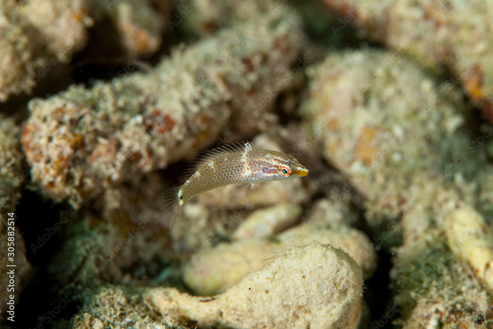 The surprising underwater world of the Indian and Pacifical Oceans The surprising underwater world of the Indian and Pacifical Oceans
