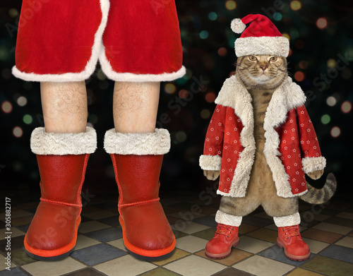 The beige cat in a red Christmas costume is standing near the Santa Claus at the nightclub. © iridi66