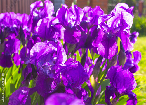 Spring flower background - purple early spring iris flower under sunlight. Focus at the flower petal. Flowers under spring sunlight. Closeup of spring iris flowers. Nature view of spring flowers.