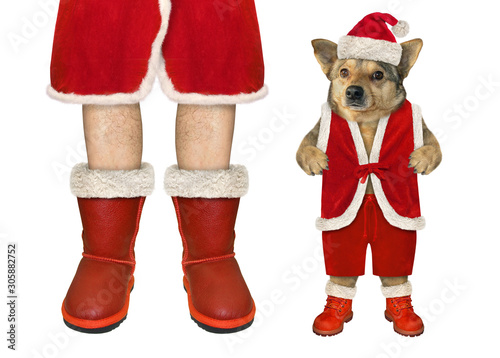 The beige dog in a red Christmas costume is standing near the Santa Claus. White background. Isolated. © iridi66