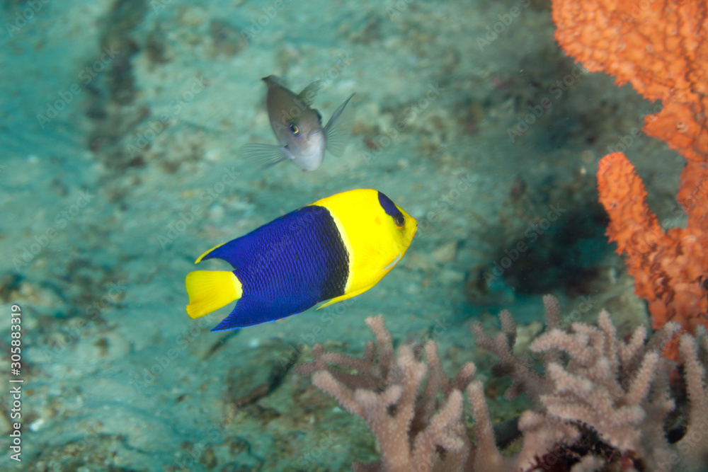 The surprising underwater world of the Indian and Pacifical Oceans The surprising underwater world of the Indian and Pacifical Oceans