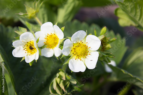 strawberry flower  plant in a natural setting