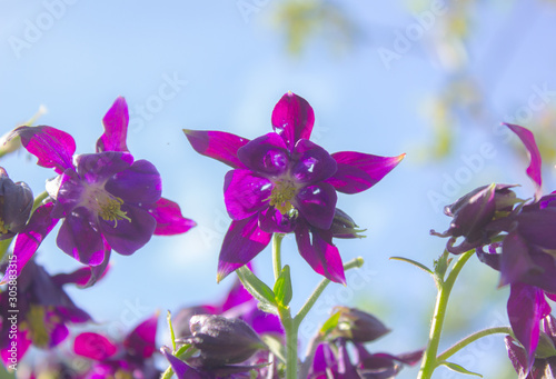 Aquilegia flowers. Aquilegia vulgaris - Common columbine isolated. photo