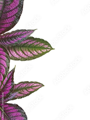 picture frame the  leaves violet isolated on white background with copy space. Persian Shield (Strobilanthes Dyeriana),Plant leaves are purple, green and surface pattern bright and beautiful.   photo