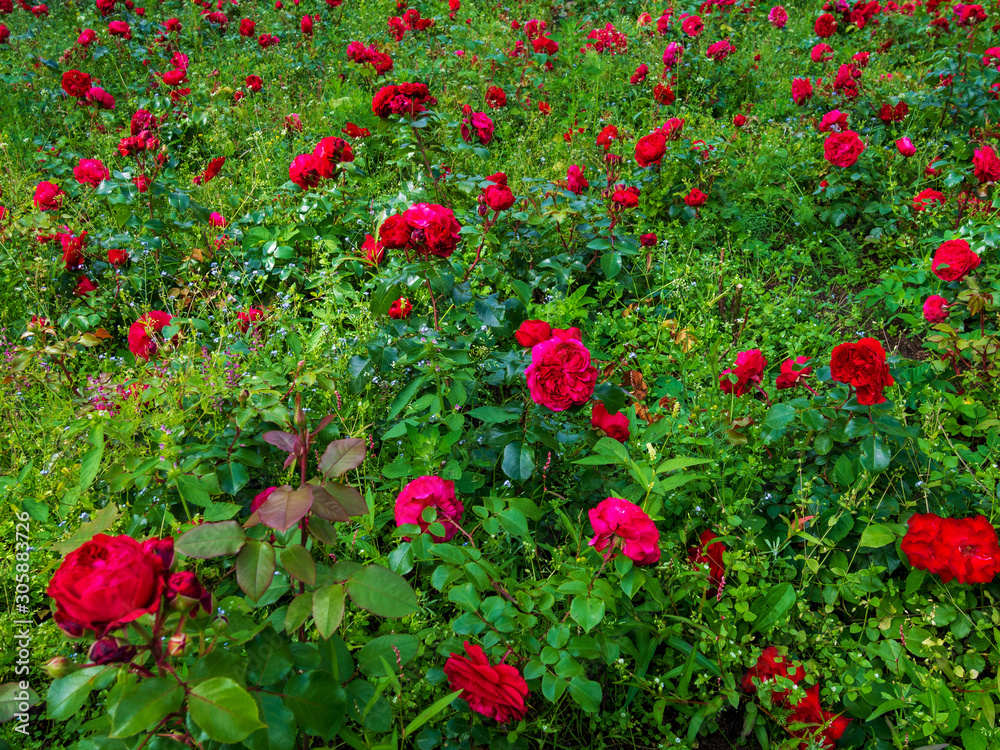 Flower Rose flowering on roses garden. Nature.