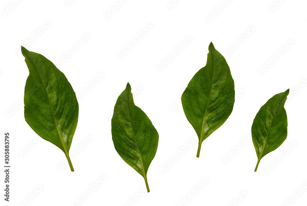  Basil leaf
