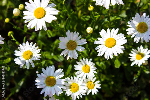 Chamomile flowers. Natural herbal treatment. Flowering. Chamomile. Blooming chamomile field  Chamomile flowers. Natural herbal treatment.