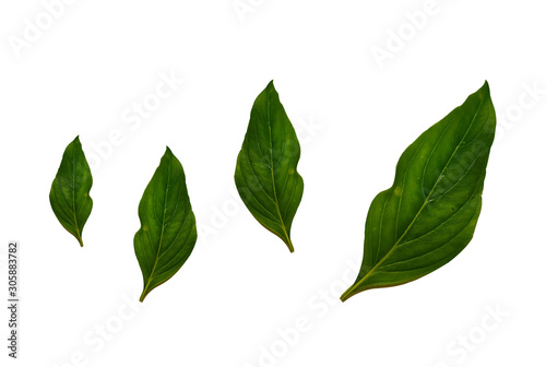  Basil leaf