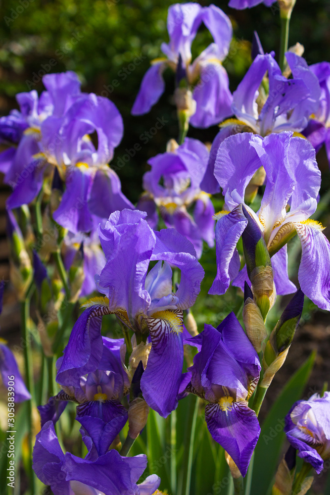 Beautiful irises on green background. A blue  iris plant in garden bloom in spring.