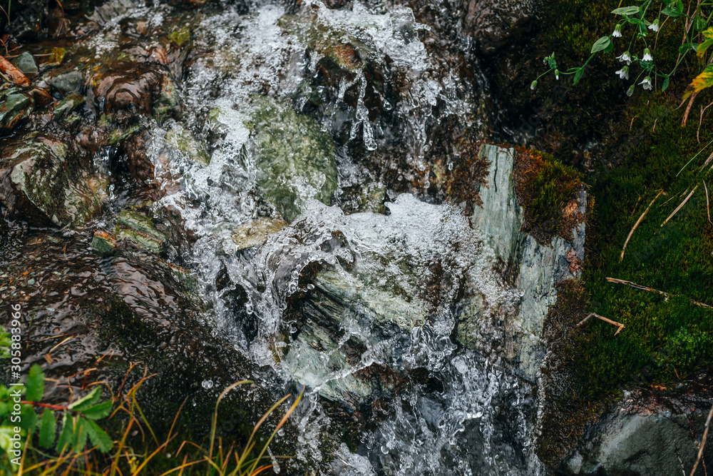 Fototapeta premium Scenic background of small waterfall on mossy rock close-up. Frozen motion of splashes of clear spring water. Mountain creek on rock with thick mosses. Colorful backdrop of rich alpine flora.