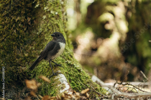 Native New Zealand Robin in bush