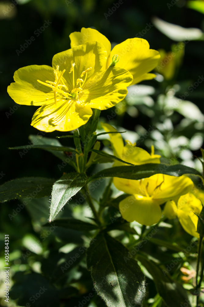 Beautiful Yellow flowers Oenothera biennis Evening primrose wild in a garden Beautiful Yellow flowers Oenothera biennis Evening primrose wild in a garden