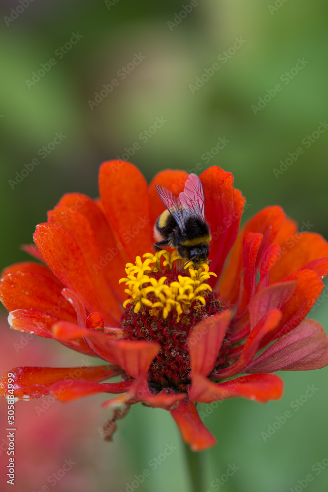 Zinnia elegans or cinnya in the formal garden