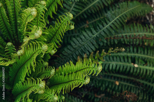 New Zealand fern