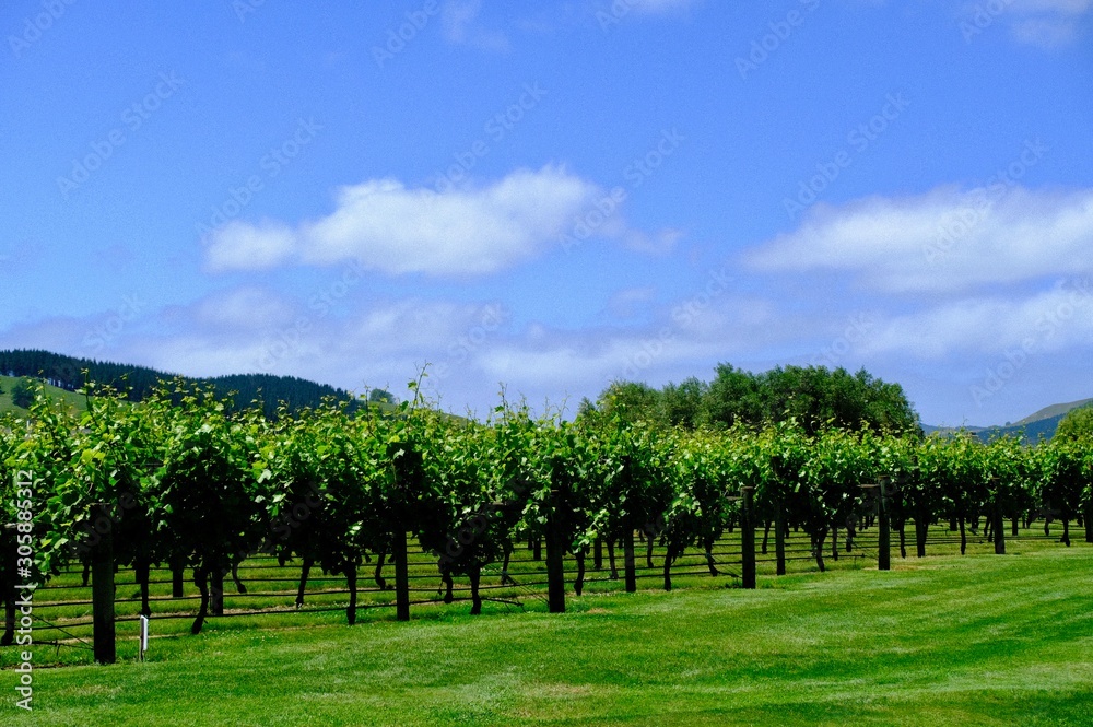 Naklejka premium vineyard landscape. Autumn grapes garden