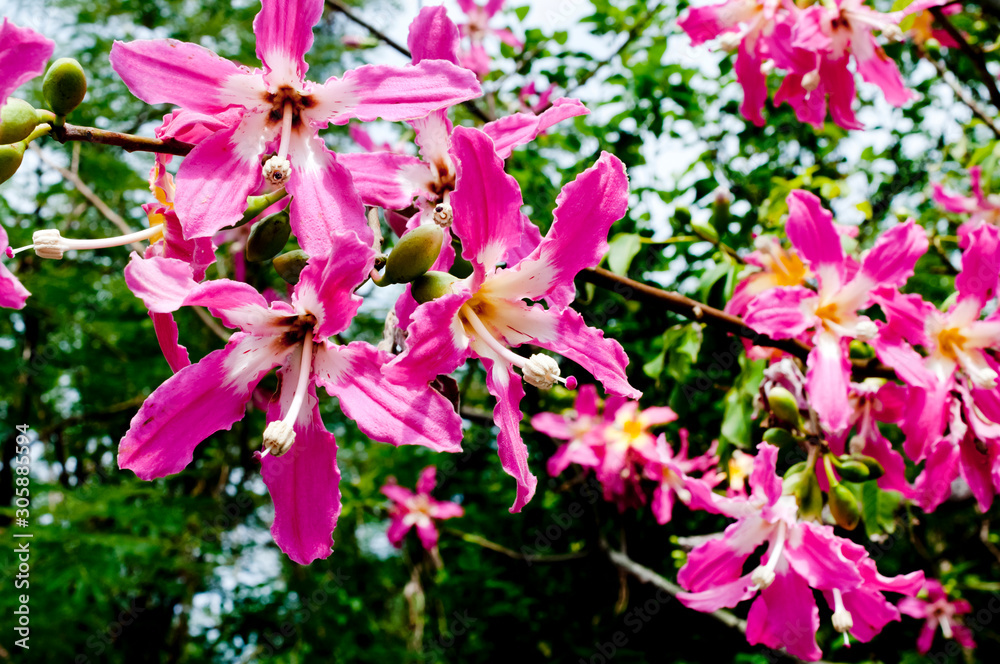 Obraz premium トックリキワタの花