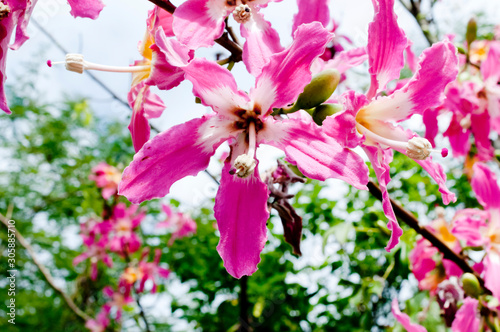 トックリキワタの花 photo