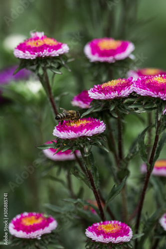 Bright pink asters flowers autumn time background
