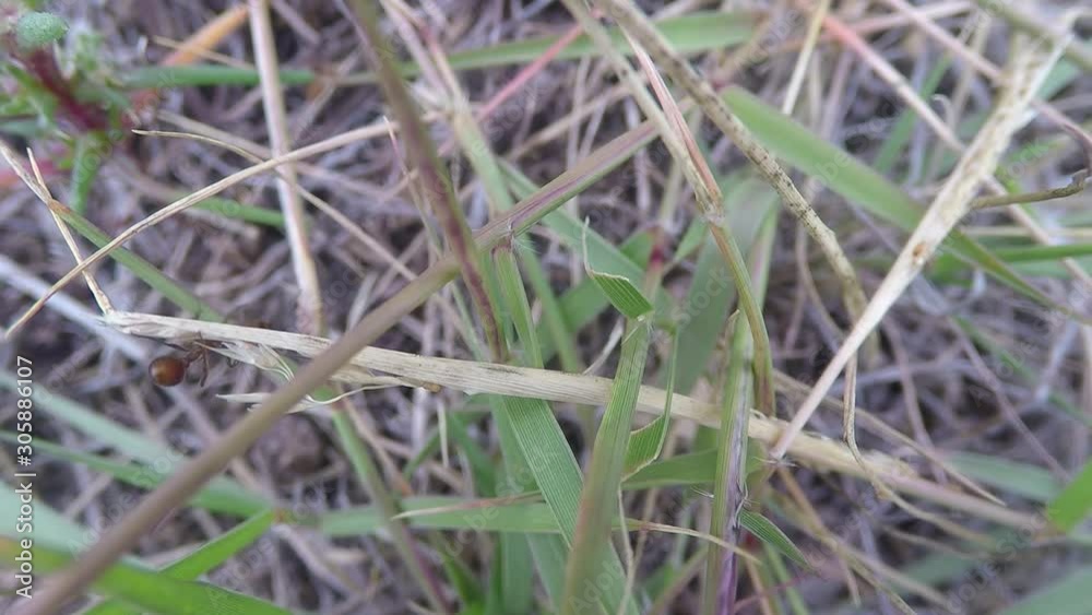 Close up of a ant crawling around on grass in a field. Close up of a ant crawling around on grass in a field.