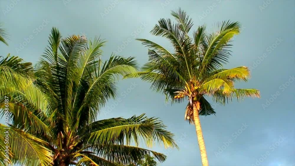Coconut palm trees under a clear deep blue sky in the Philippines Coconut palm trees under a clear deep blue sky in the Philippines